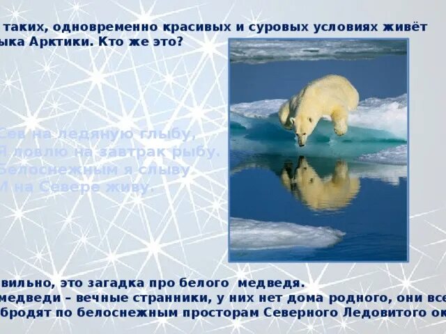 Стих про белого медведя. Загадки о животных белый медведь. Тайна белого медведя. Загадка про медведя для детей. Тайна белого медведя.