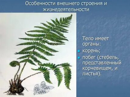 Верны ли суждения о папоротникообразных