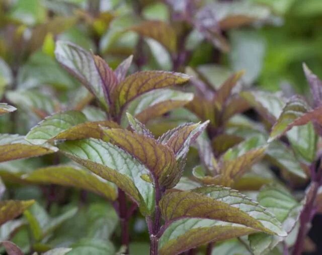 Мята шоколадная описание сорта фото отзывы садоводов Garden, Plants