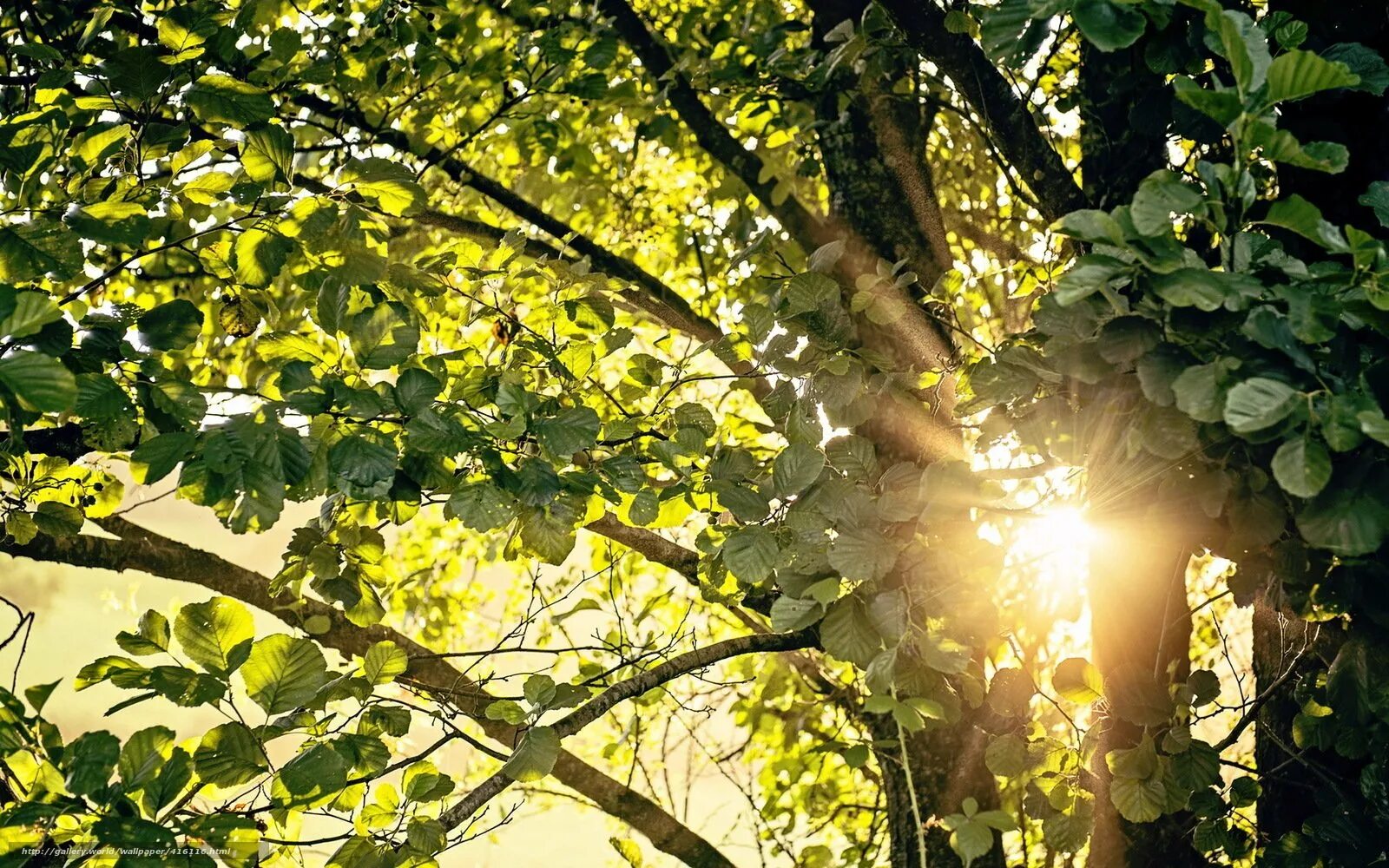 Солнце пробивается сквозь листву. Дерево освещенное солнцем. Летнее дерево. Солнечный свет сквозь листву. Лучи солнца сквозь листву.