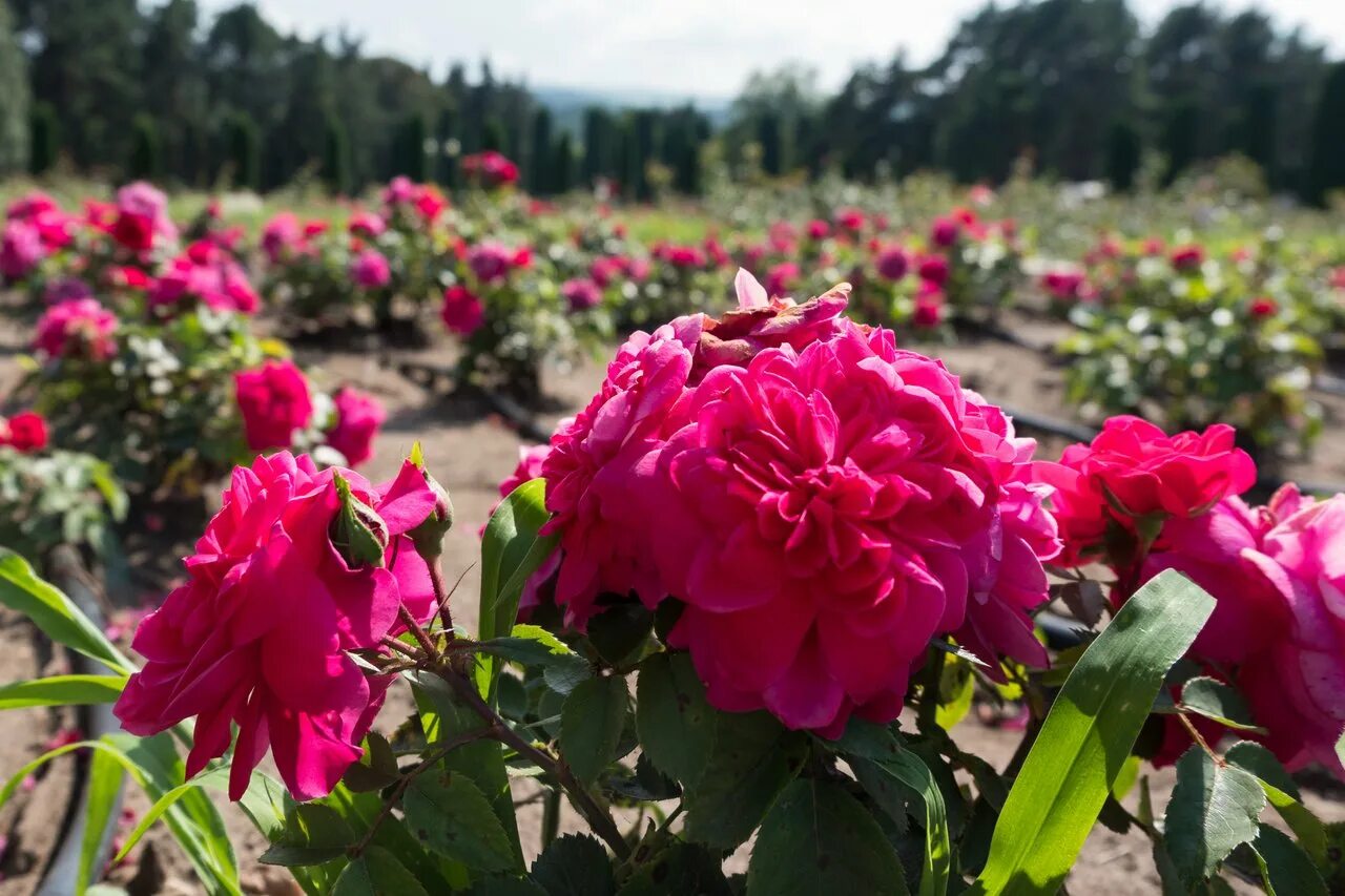 Долина роз кисловодск. Долина р. Город кисловодск долина роз. Долина роз в кисловодске в кисловодске. Долина роз кисловодск.