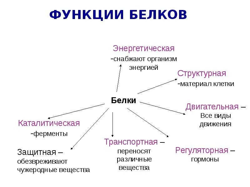 Чем объясняется многообразие функций белков. Перечислите основные функции белков в организме. функции белков в организме схема. основной функции белков в организме. перечислить функции белков в организме человека..