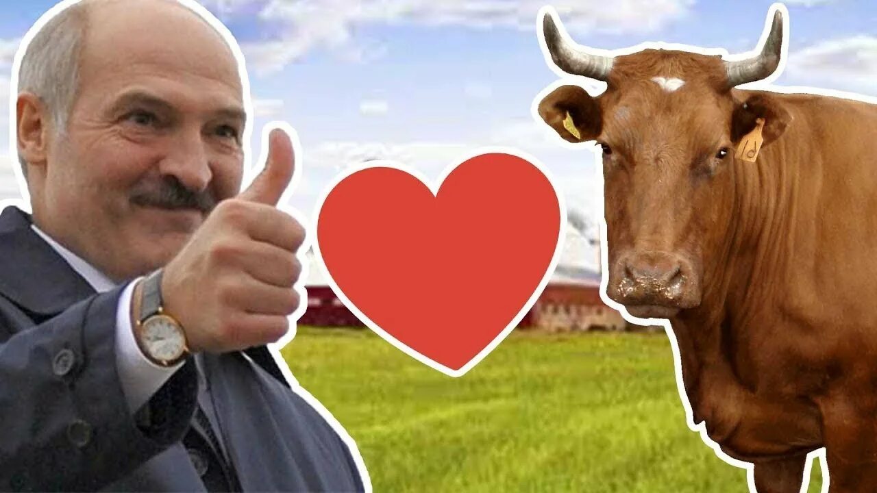 Лукашенко про корову. Лукашенко и коровы. батька лукашенко и корова. лукашенко сельское хозяйство. лукашенко на ферме.
