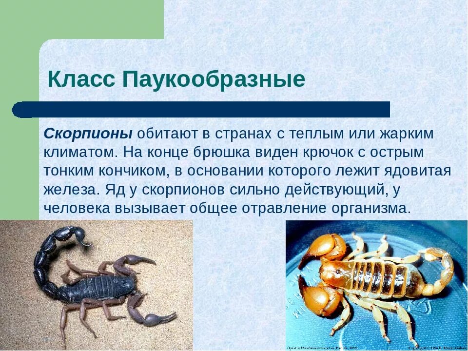 Класс паукообразные отряд Скорпионы. Скорпион классификация. Членистоногие Скорпион. Скорпион класс.