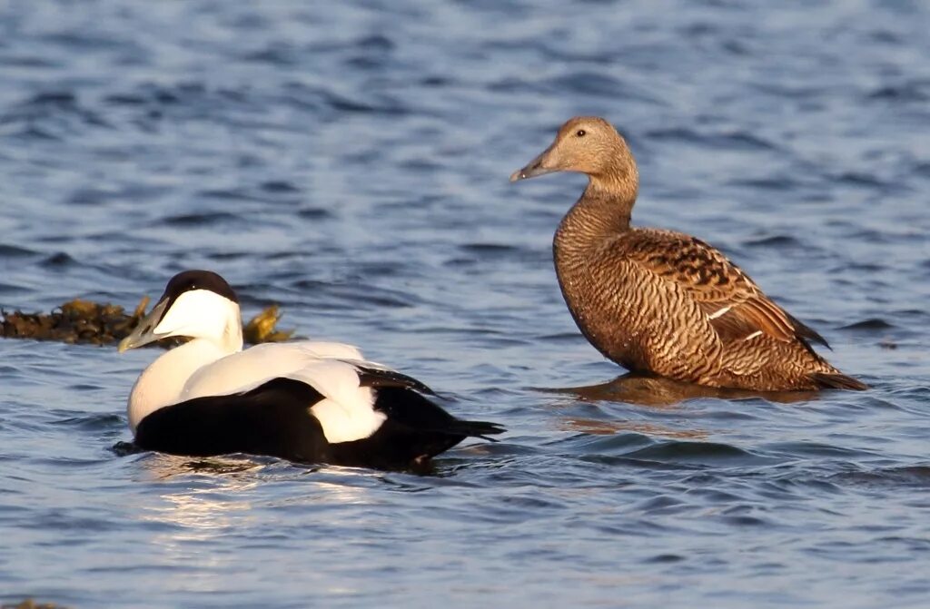 гага обыкновенная кандалакшский заповедник. гага гребенушка. гага утка очковая. полярная утка гага. гага птица.