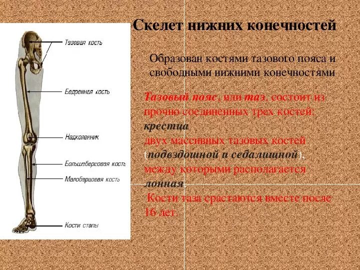 Относится нижних конечностей. Скелет нижних конечностей особенности строения. Особенности скелета нижних конечностей. Особенности строения свободной нижней конечности. Кости свободной нижней конечности человека анатомия.