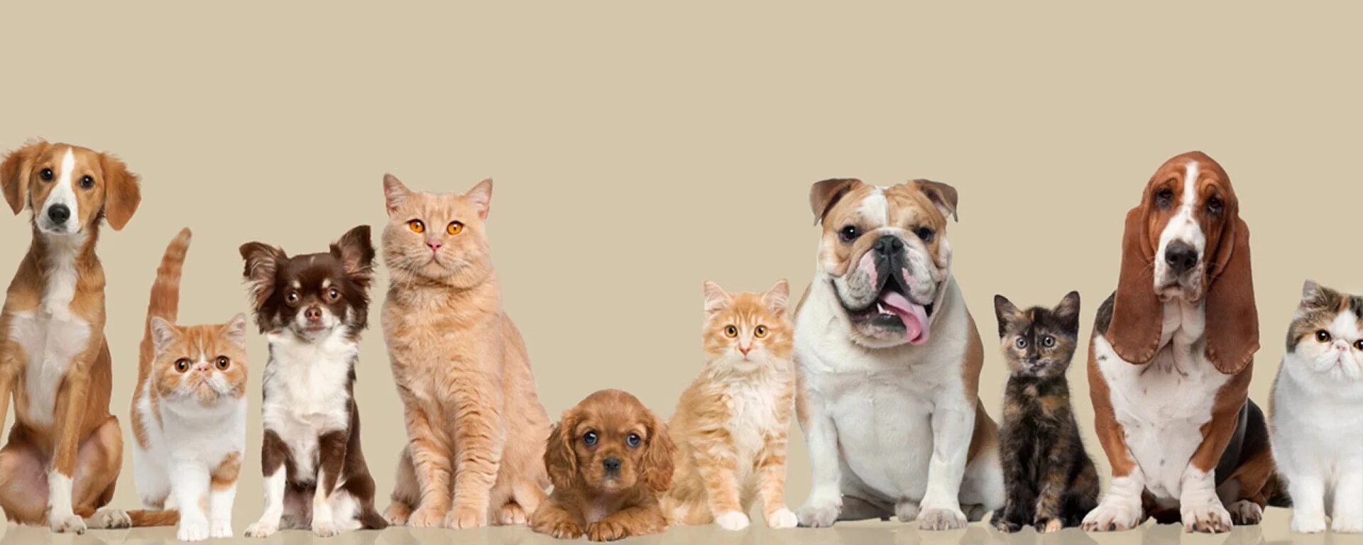 Pets find out. Баннер для животных. Фон кошки собаки. Четыре собаки на голубом фоне. Баннер собаки.