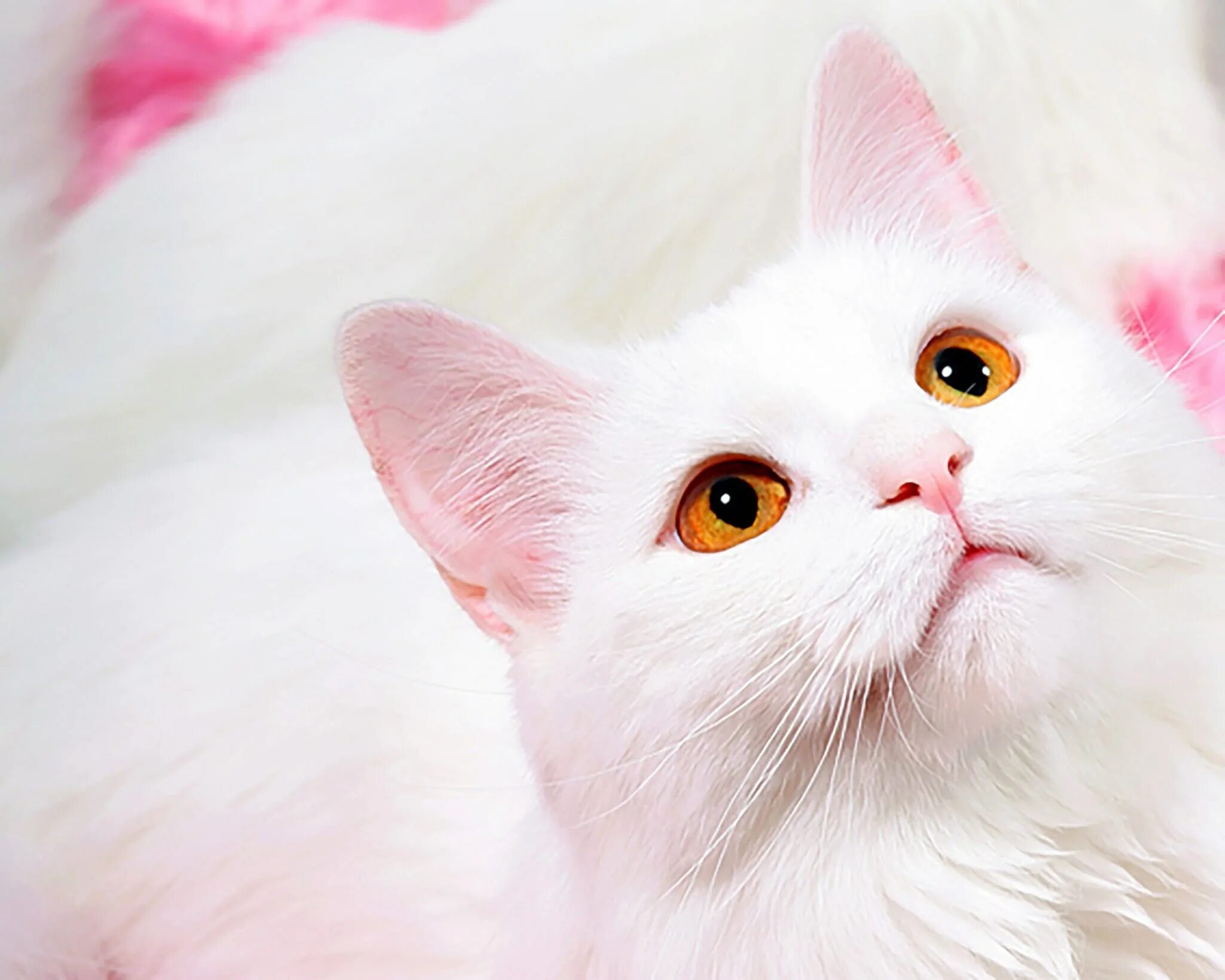 Кошка розового цвета. Розовый котенок. Розовая кошка. Розовая кошка. Розовая кошка.