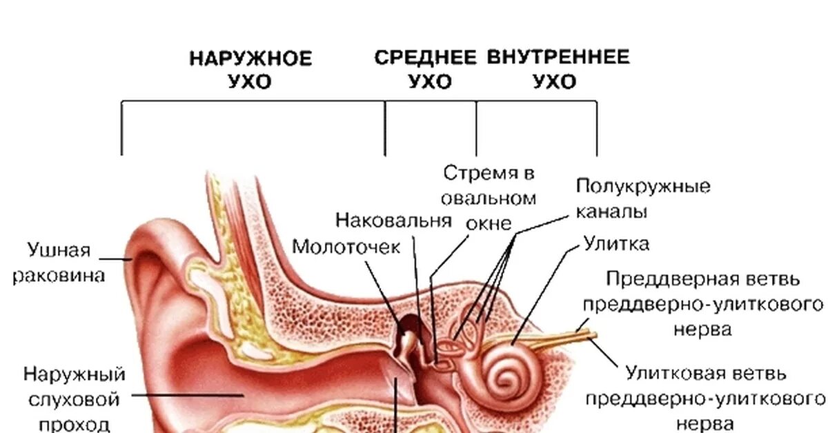 Части уха наружное среднее внутреннее. Схема внутреннего уха ушной раковины. Строение уха человека схема с описанием. Схема строения наружного среднего и внутреннего уха. Строение уха наружное среднее внутреннее.