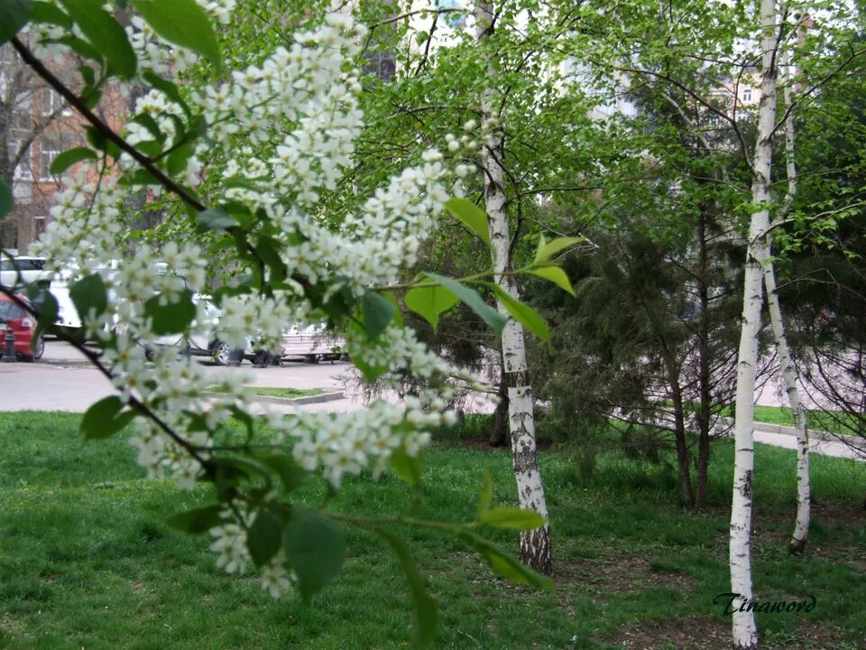 Как сохранить черемуху