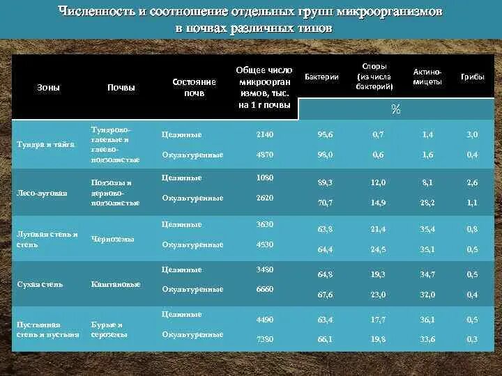 Численность отдельных групп. Соотношение почв. Микроорганизмы – индикаторы состояния почвы. Численность микроорганизмов в почве. Количество бактерий в почве.