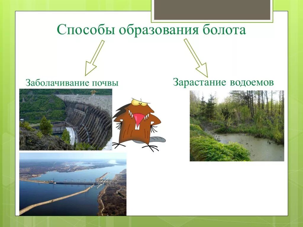 Этап болото. Способы образования болот. Процесс заболачивания водоема. Процесс образования болота. Способы зарастания водоемов.