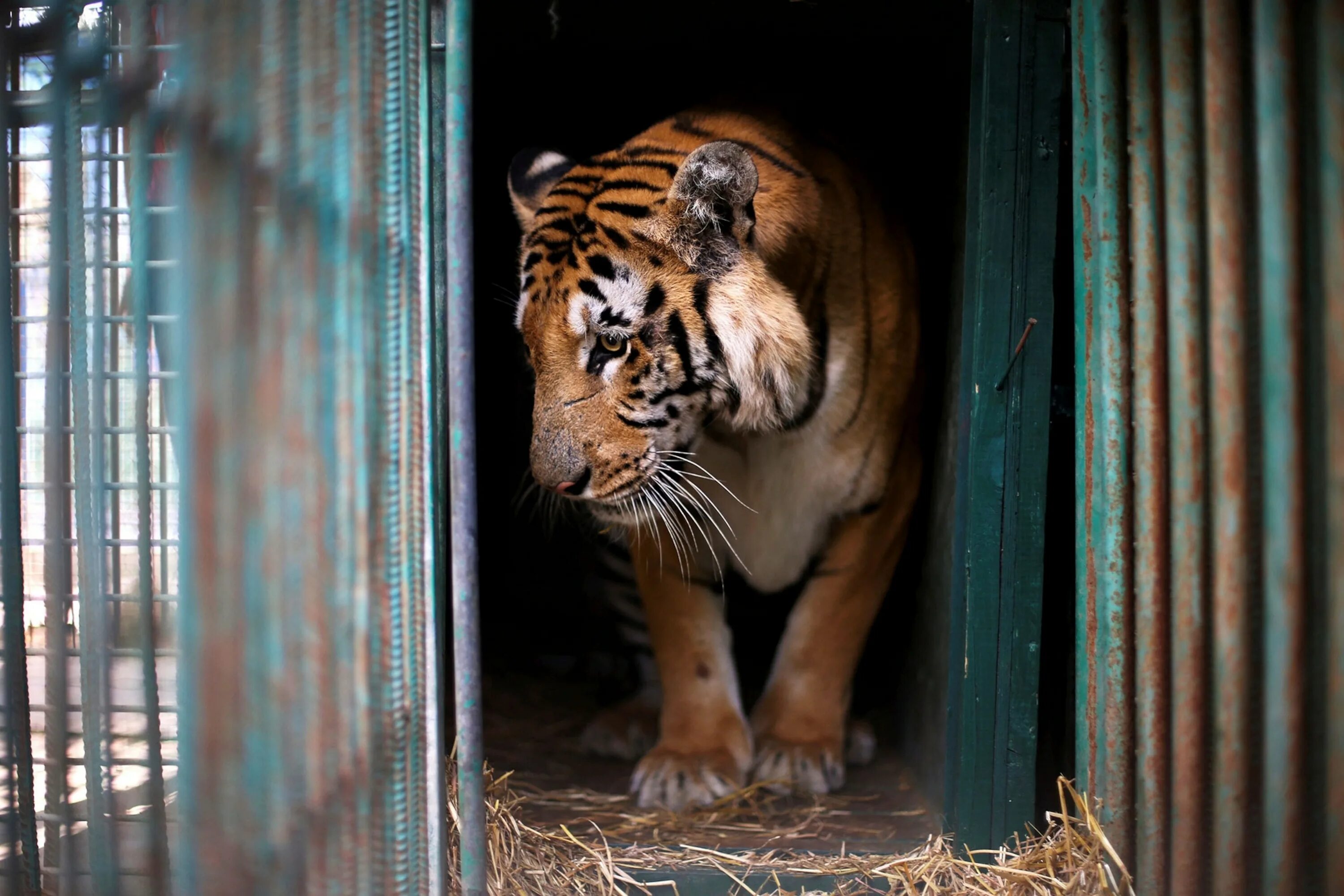 Advantages of keeping animals in zoos
