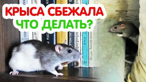Как найти крысу
