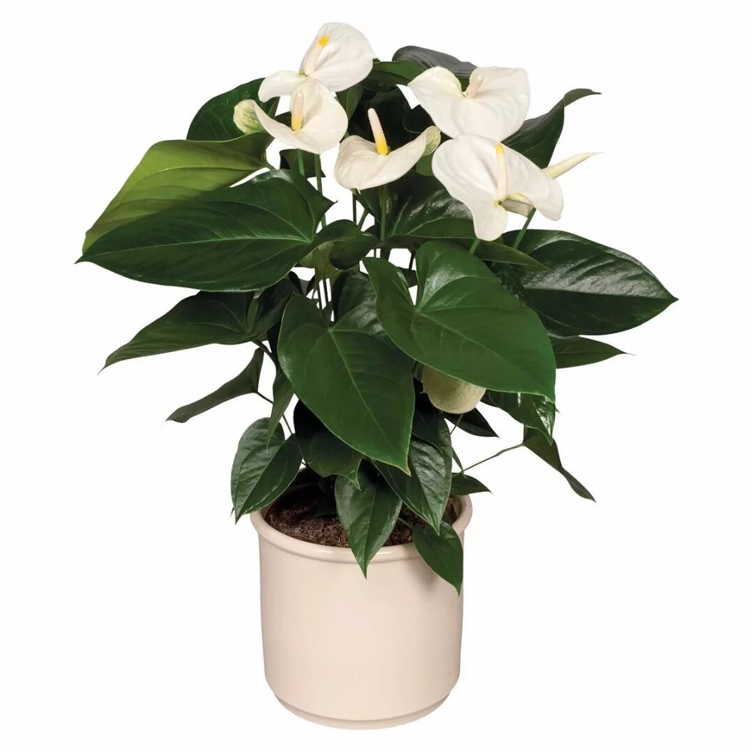 Цветок гортензия комнатная. Цветок жасминовая гардения. Гардения жасминовая. Гортензия горшечная белая. Спатифиллум свит лауретта.