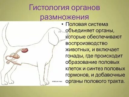 Половая система собак