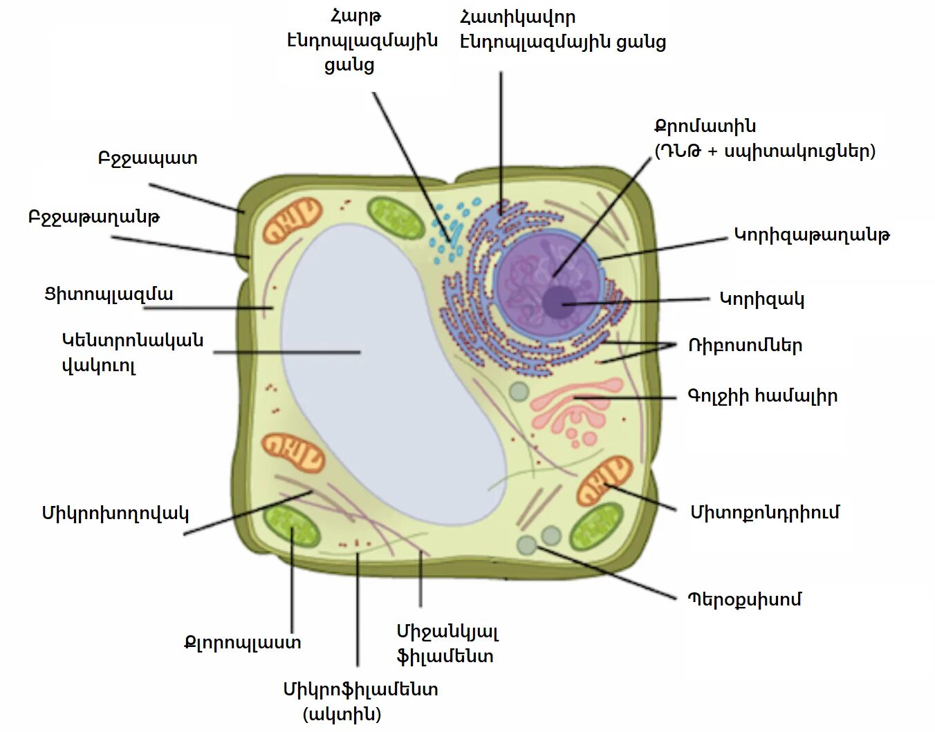 Bacterial Cells and Plant Cell. Структура клетки растения аппаратх. Cell Wall in animal Cell. Cytoplasm function of Plant Cell.