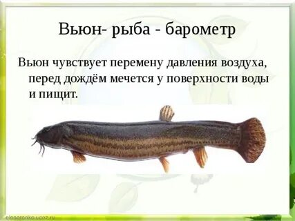 Слово вьюн