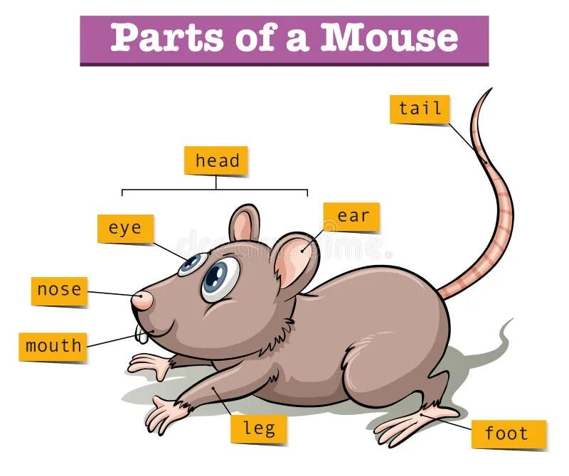 A mouse a small body. What is a mouse. parts of mouse. city mouse and country mouse worksheet. mouse mice исключения.