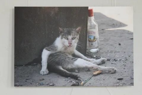 Пьяные Коты - 53 фото