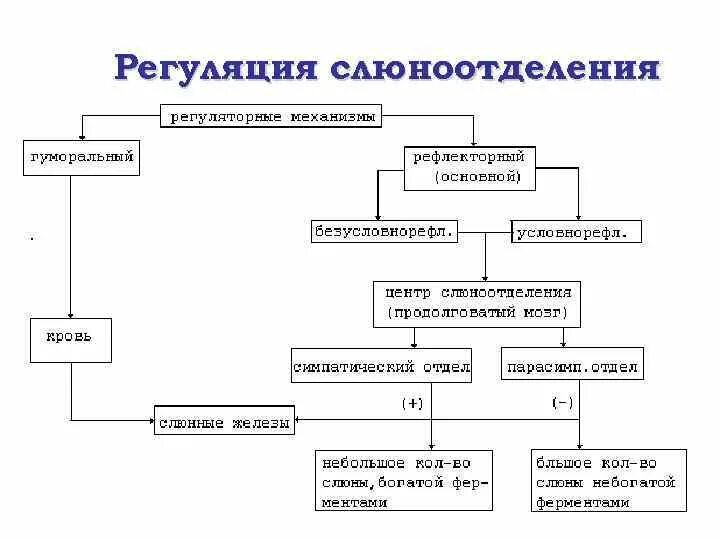 Механизм слюны. Схема регуляции секреции слюноотделения. Схема регуляции секреции слюны. Нервная регуляция слюноотделения схема. Нервно гуморальная регуляция слюны.