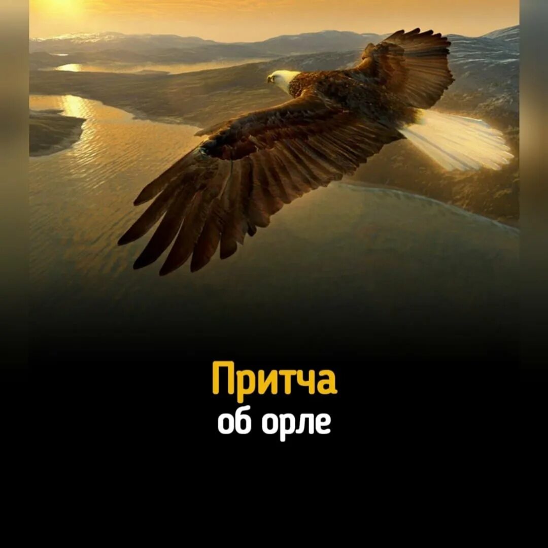 Вы совсем забыли как летать. Парящий Орел. Цитаты про орла. Цитаты про Орлов. Орлы летают одиноко.