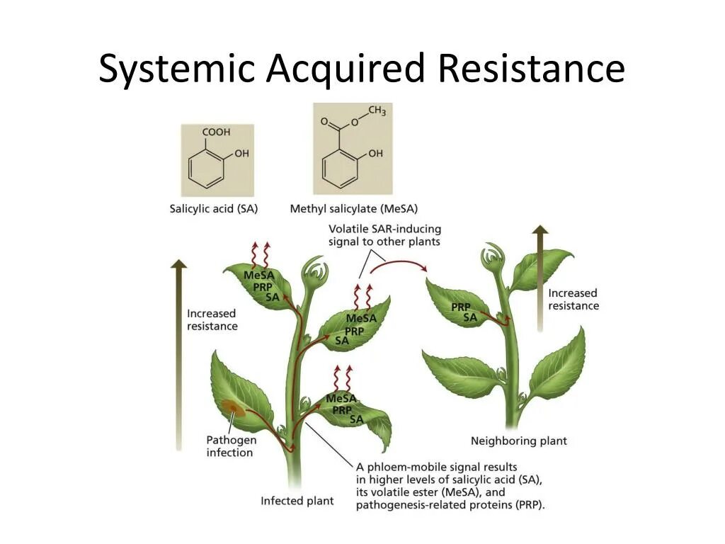 Plant physiology. Systemic acquired Resistance. Induced acquired Resistance. Practical Physiology of Plants.