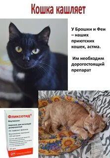 Почему кошка кашляет
