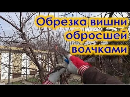Как обрезать вишню видео