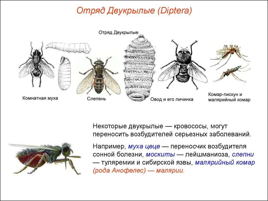 Насекомые вызывающие заболевания. Насекомые переносчики возбудителей заболеваний комнатная Муха. Характеристика отряда Двукрылые (Diptera=. Комнатная Муха переносчик возбудителей болезней. Сонная болезнь возбудитель ЦЕЦЕ.