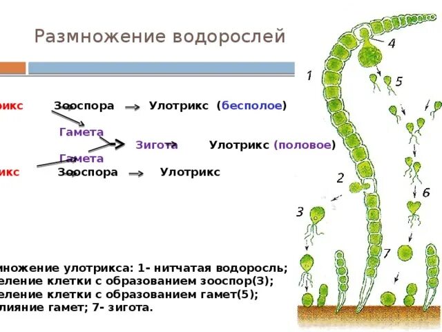 Схема размножения улотрикса. Размножение водоросли улотрикса. Улотрикс размножается схема. Размножение водорослей улотрикса схема. При образовании спор и гамет происходит