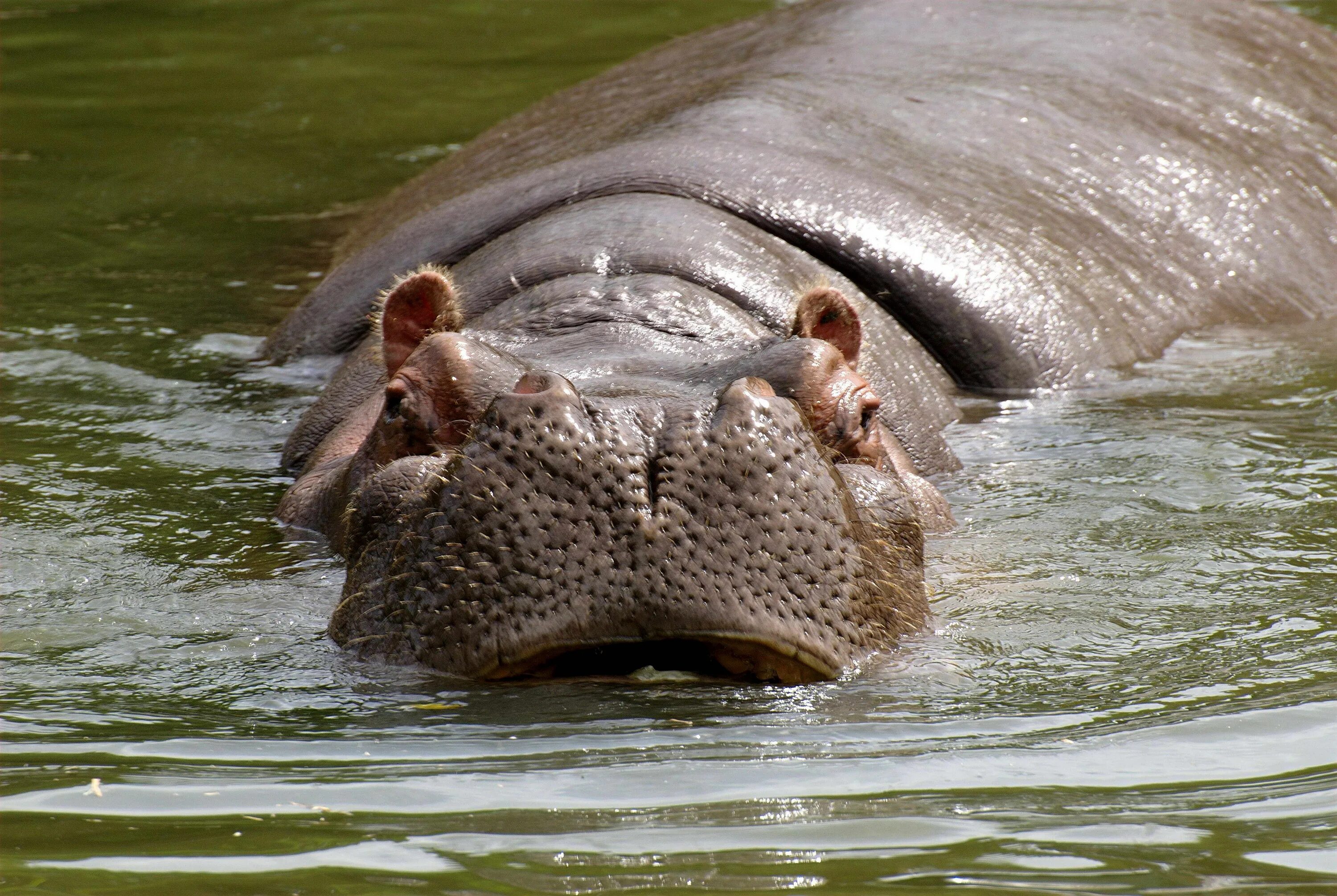 Бегемот является млекопитающим. Hippopotamus amphibius. обыкновенный бегемот африки. гиппопотам и бегемот. животные африки бегемот.