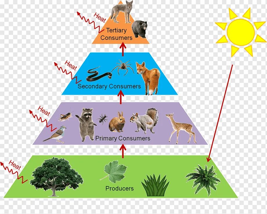 Количество трофических уровней в пищевой цепи. Трофические цепи, экологические пирамиды.. Цепи питания пищевая пирамида. Пищевые уровни, экологическая пирамида. Экосистема. Экологическая пирамида биомассы в лесу.
