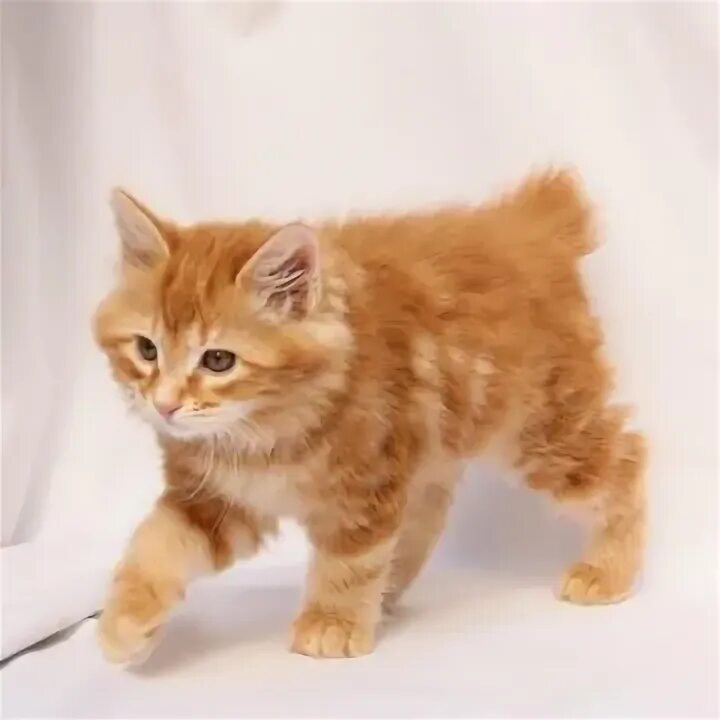 Курильский бобтейл взрослый. Курильский бобтейл взрослый. Кот курильский бобтейл. Курильский бобтейл кошка рыжая. Курильский бобтейл кот рыжий.