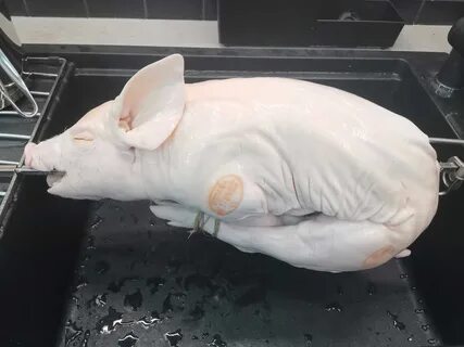 Тушки молочных поросят