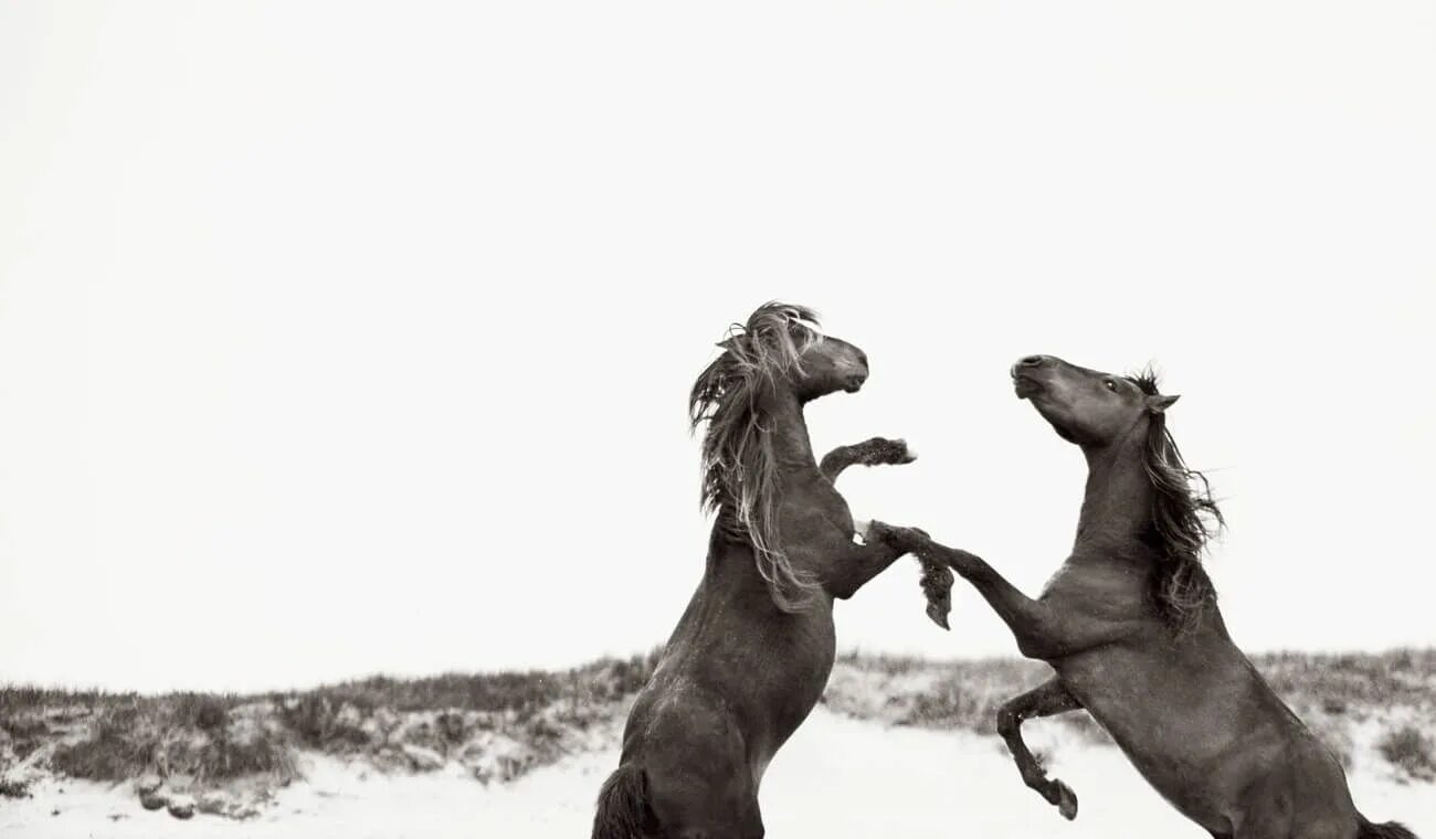 Wild horse islands the hunt. Дикие лошади острова Сейбл. Лошадиный остров. Английская верховая остров диких лошадей. Остов коня.