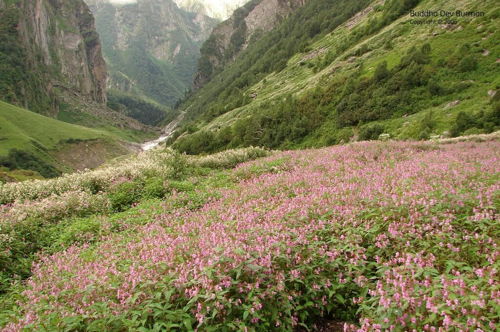 Долина цветов (valley of flowers national park) — национальный парк в индии. Искусственное растение в долине реки. Цвести в долине. Национальный парк долина цветов (уттаракханд, индия). Долина цветов уттаракханд.