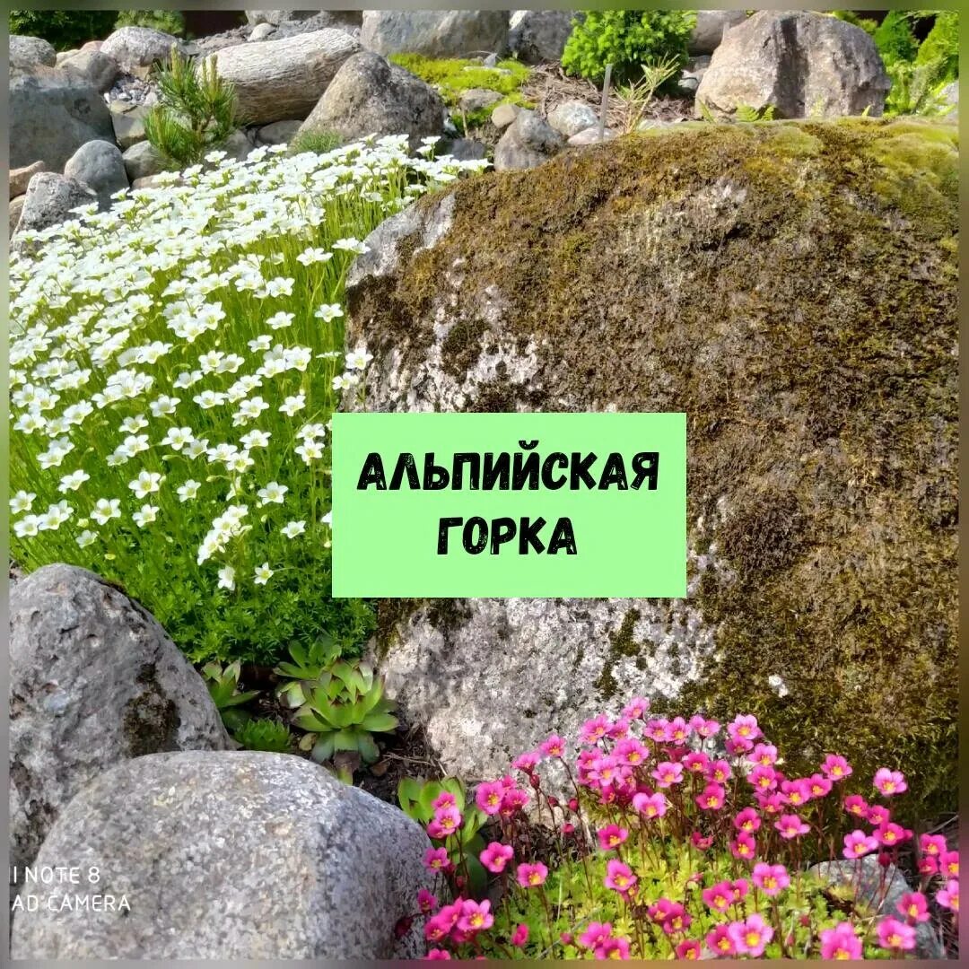 Гармония каменистого садика. Гармония каменистого садика. Скидка на хвойные растения. Гармония каменистого садика. Гармония каменистого садика.