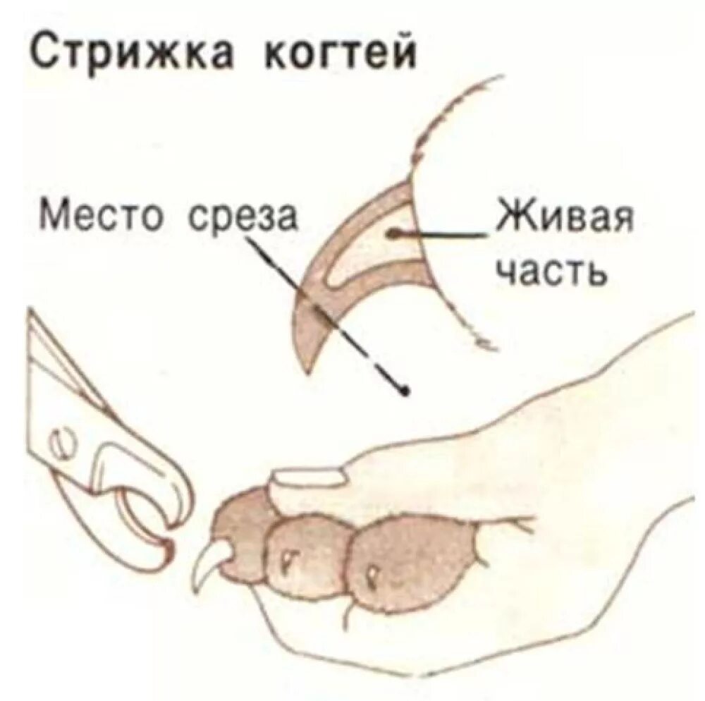 Стрижка ногтей у кошек. Стричь ногти коту правильно. Как стричь ногти коту когтерезкой. Как подрезать когти кошке когтерезкой. Правильный срез когтя у кошки.