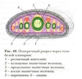 Поперечный разрез тела белой планарии