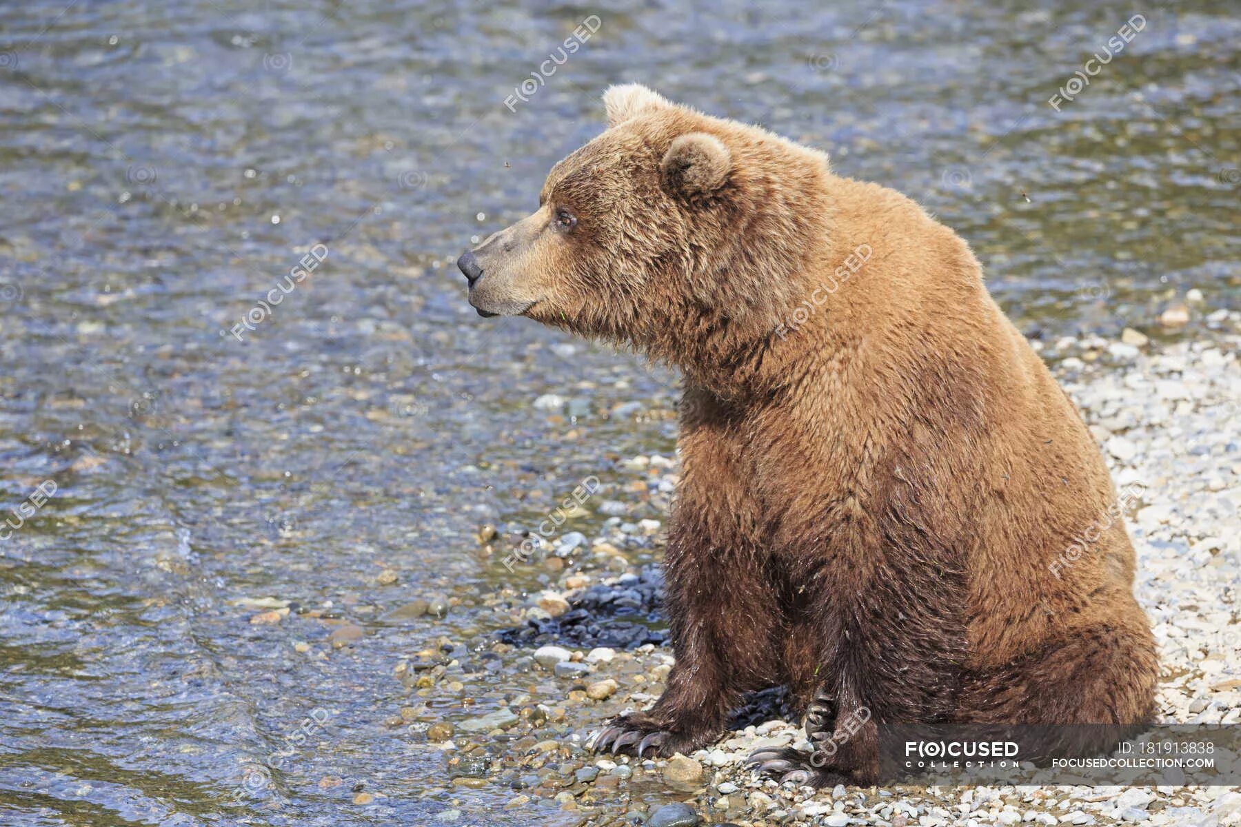 Bear side