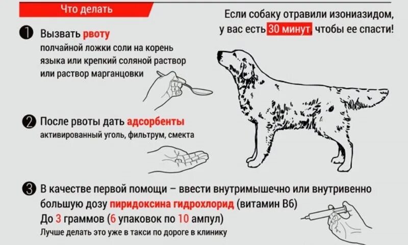 Можно ли давать собаке от температуры