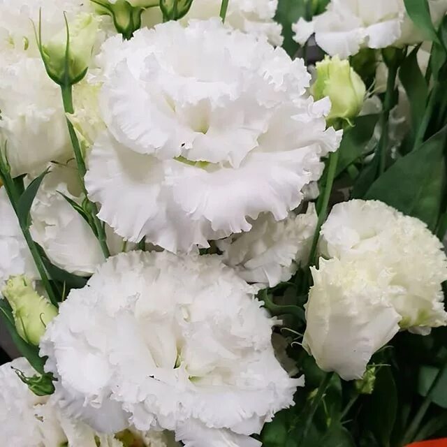 Эустома махровая белая. Эустома алиса махровая. эустома алисса белая. эустома alissa. эустома алиса белая махровая.