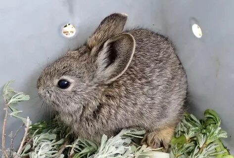 Что есть маленький заяц