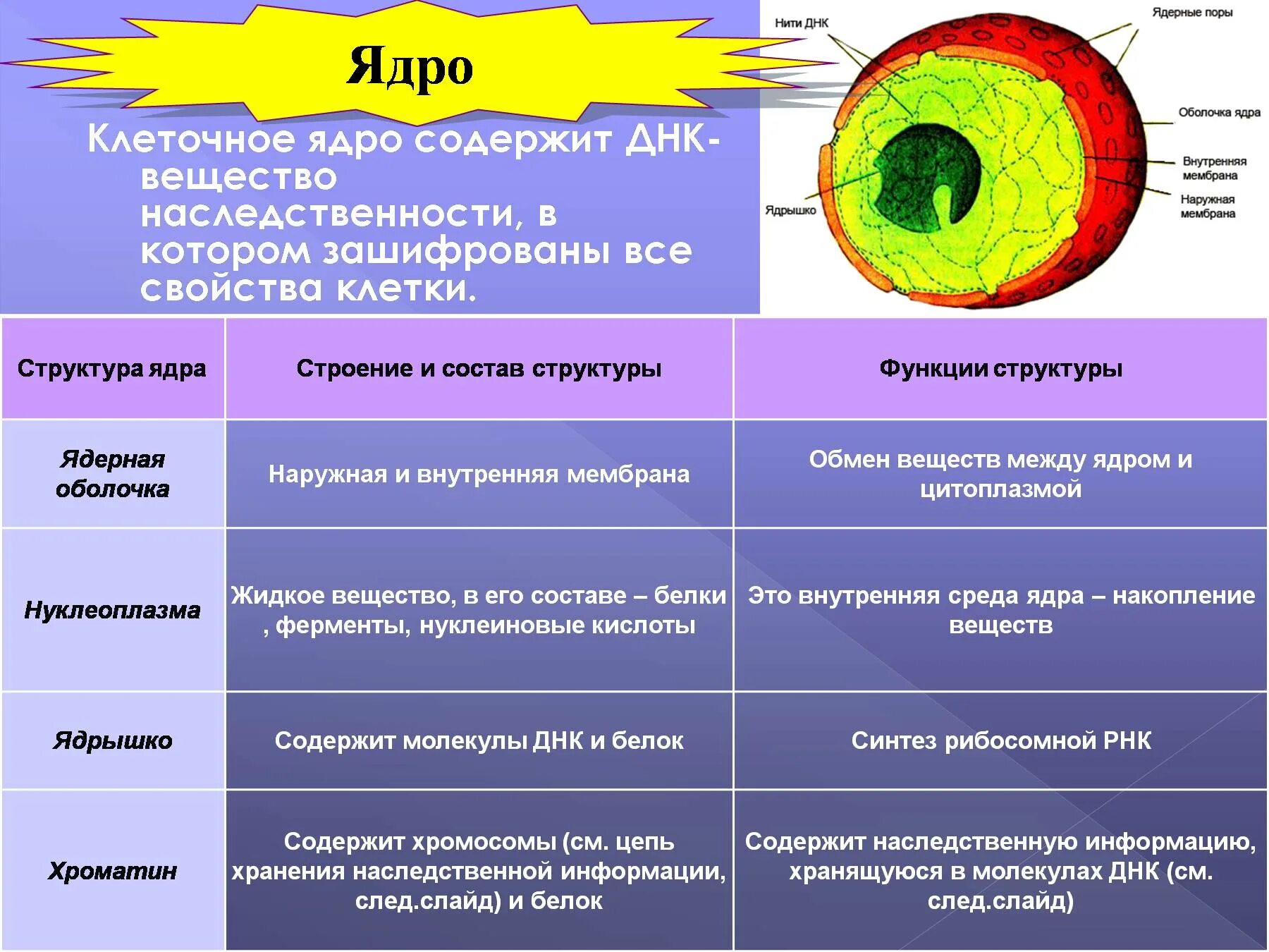 Структура клеточного ядра таблица. Ядро строение и функции таблица биология. Ядро строение и состав структуры. Строение клетки таблица ядрышко. Органоид клетки ядро функции