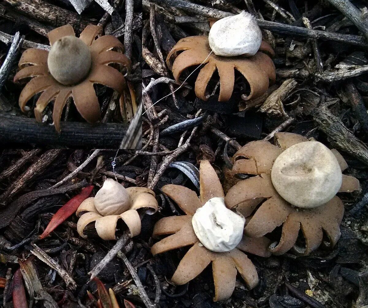 Гриб звездовик сводчатый. Звездовик бахромчатый. Звездовик. Гриб звездовик черноголовый. Звездовик.