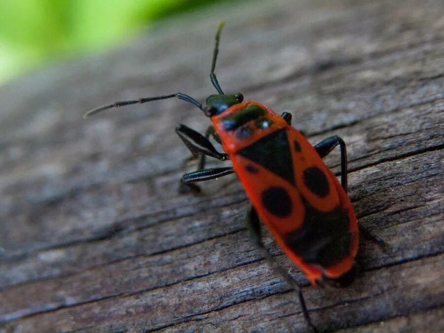 Клоп солдатик польза и вред. Жук пожарник клоп. Наземник красноклоп. Клоп солдатик польза и вред. Жук клоп солдатик.