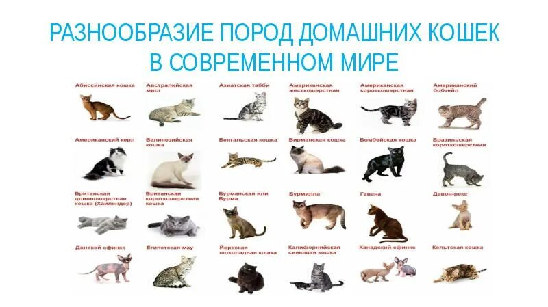Деление пород кошек на категории и виды: какие бывают и как выглядят