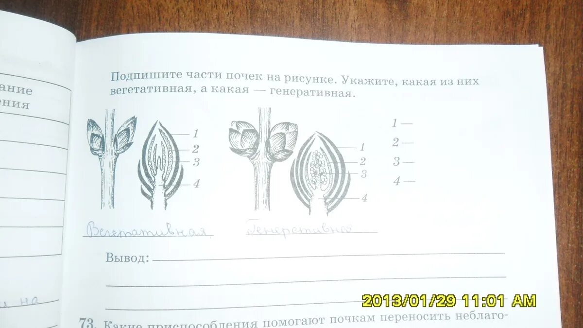 Какая почка изображена на рисунке какие элементы. Какая почка изображена на рисунке какие элементы
