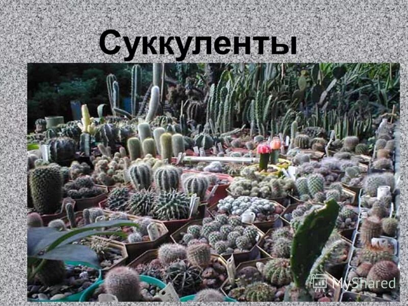 Суккуленты презентация. Суккуленты приспособления. Суккуленты в естественной среде обитания. Слайд с суккулентами. Среда обитания алоэ почвенная